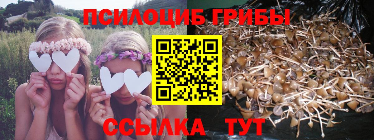 Псилоцибиновые грибы Psilocybine cubensis Заводоуковск